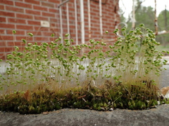 Funaria hygrometrica