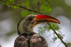 Tockus erythrorhynchus