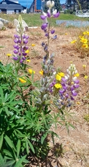 Lupinus polyphyllus