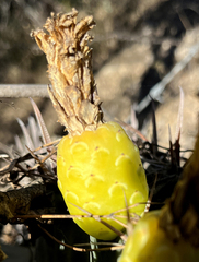 Ferocactus townsendianus