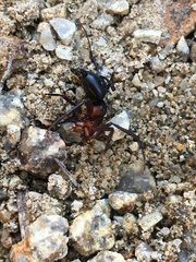 Camponotus sansabeanus