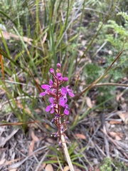 Stylidium