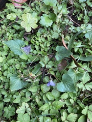 Viola missouriensis