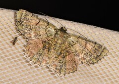 Hypodoxa emiliaria