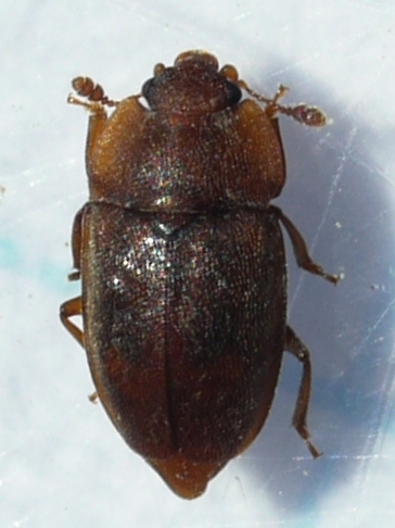 Rufous Sap Beetle