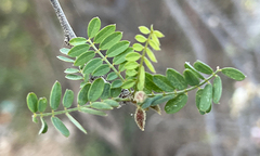 Coursetia glandulosa