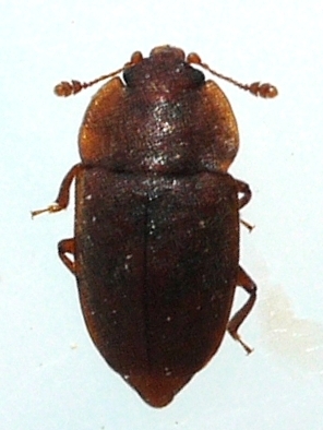 Rufous Sap Beetle photo 2