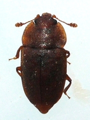 Epuraea rufa