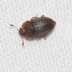 Epuraea rufa