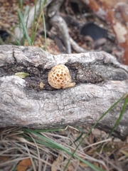 Cyttaria hariotii