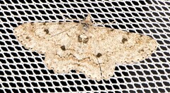 Cleora injectaria