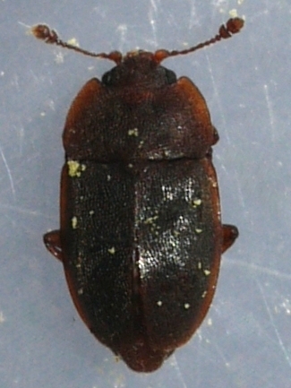 Rufous Sap Beetle photo 4