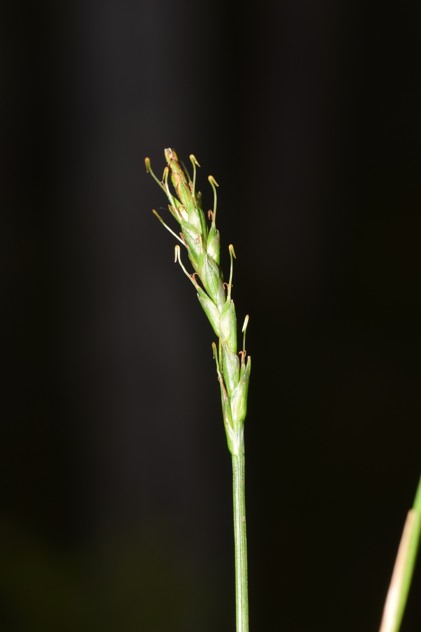 Carex turbaria