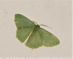 Prasinocyma iosticta