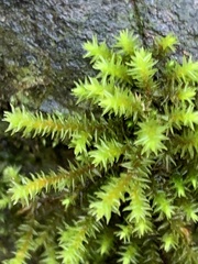 Hedwigia ciliata