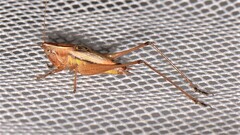 Conocephalus semivittatus