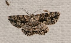 Hypomecis externaria