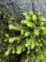 Hedwigia ciliata