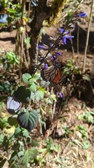 Danaus plexippus plexippus