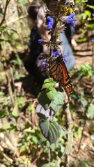 Danaus plexippus plexippus