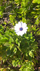 Dimorphotheca fruticosa