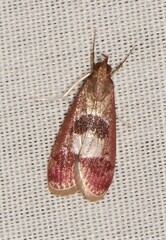 Syntonarcha vulnerata