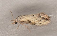 Nola pleurochorda