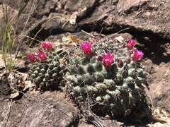 Mammillaria sonorensis