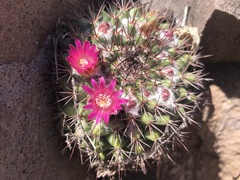 Mammillaria sonorensis