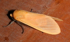Ormetica pauperis