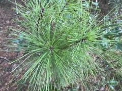 Pinus clausa