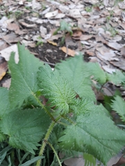 Urtica pilulifera