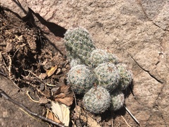 Mammillaria sheldonii