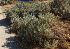 Atriplex cinerea