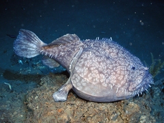 Atlantic Twospine Goosefish photo 1