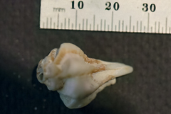 Maxwellia santarosana