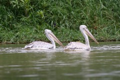 Pelecanus rufescens