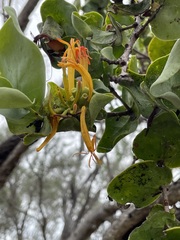 Dendrophthoe homoplastica