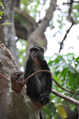 Cercopithecus mitis manyaraensis