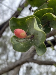 Dendrophthoe homoplastica