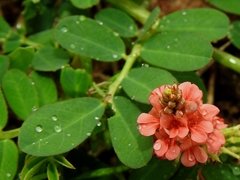 Indigofera hendecaphylla