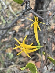 Dendrophthoe homoplastica