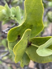 Dendrophthoe homoplastica