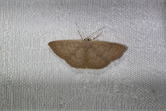 Cyclophora