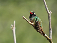Basilinna xantusii