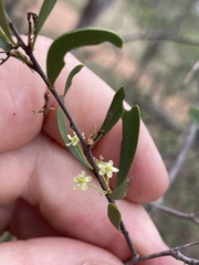 Denhamia cunninghamii
