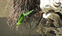 Psittacara leucophthalmus