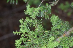 Saxegothaea conspicua