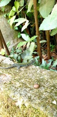 Podarcis muralis nigriventris