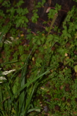 Carex phleoides